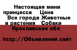 Настоящая мини принцесса  › Цена ­ 25 000 - Все города Животные и растения » Собаки   . Ярославская обл.